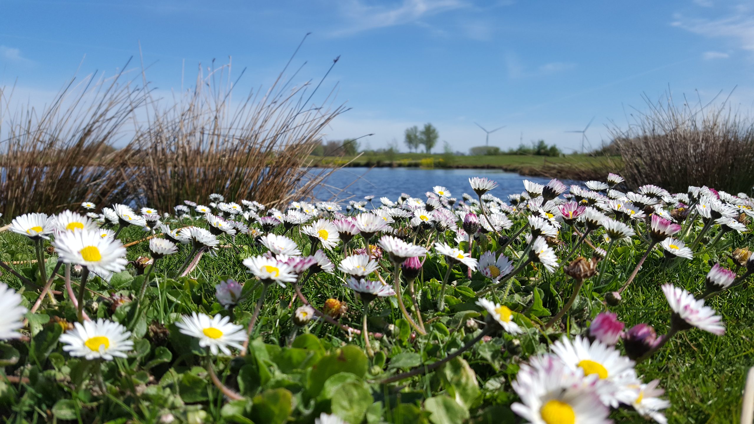 Small white flowers next to a lake